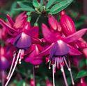 Bild von Fuchsia P10.5 Hang Mix per laag Divers
